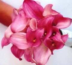 elegant island destination wedding fuchsia calla lilly bouquet elegant island destination wedding fuchsia calla lilly bouquet